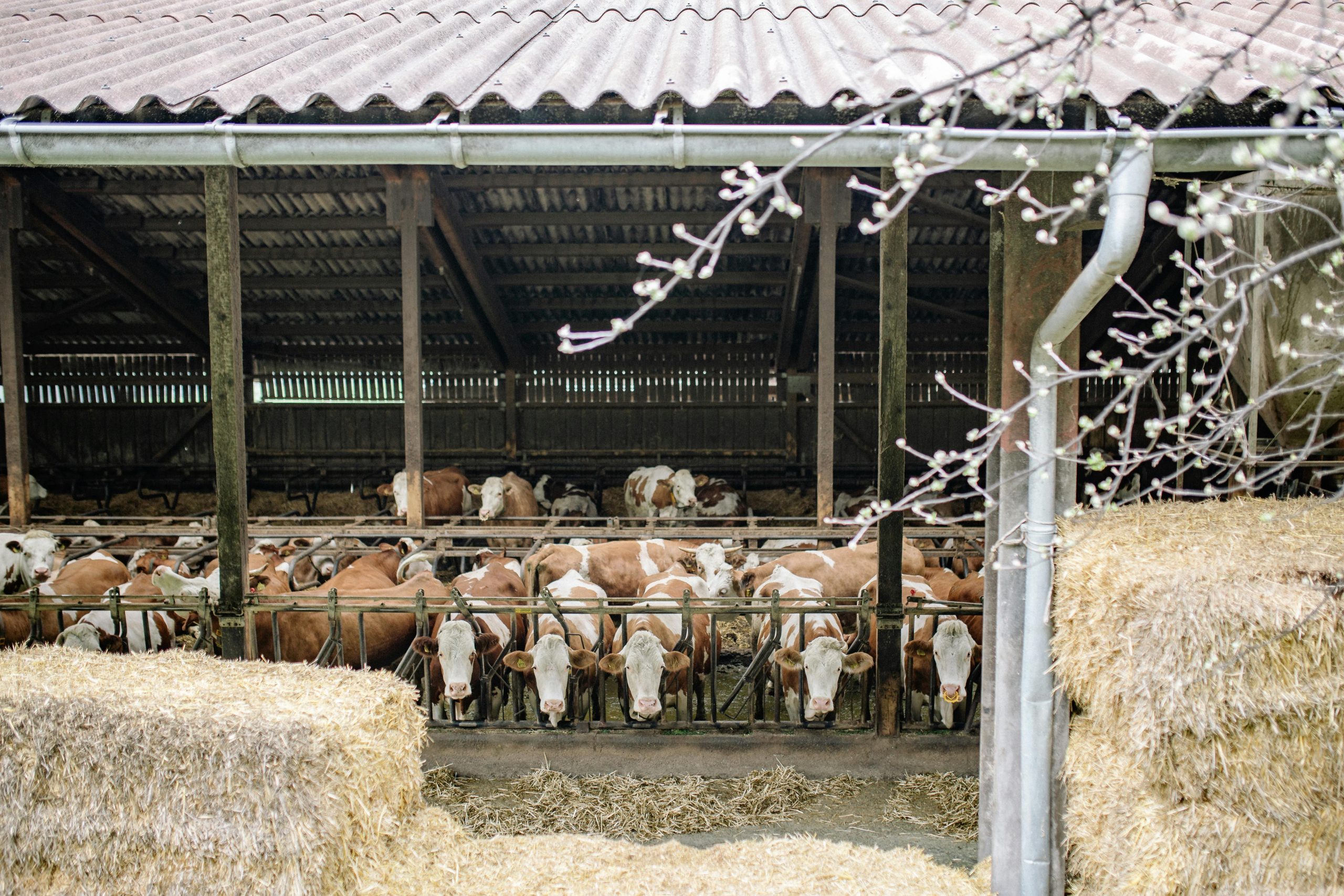 Brown and white cattle in a barn surrounded by hay bales. Rural farm setting.